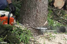 Best Stump Grinding and Removal  in Edburgh, IN