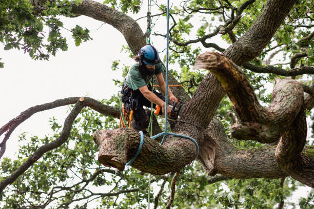 How Our Tree Care Process Works  in  Edinburgh, IN