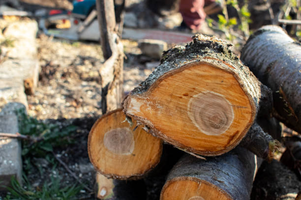 Best Commercial Tree Services  in Edburgh, IN