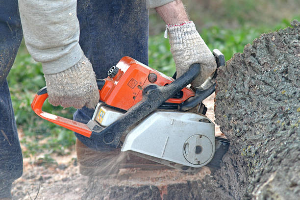 Best Tree and Shrub Care  in Edburgh, IN