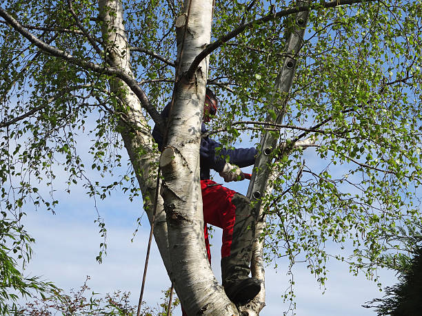 Best Mulching Services  in Edburgh, IN