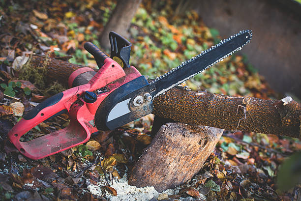 Professional Tree Care in Edinburgh, IN