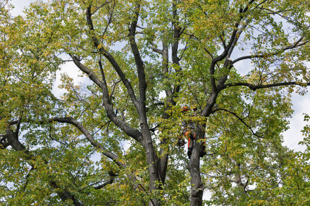 Tree and Shrub Care in Edinburgh, IN